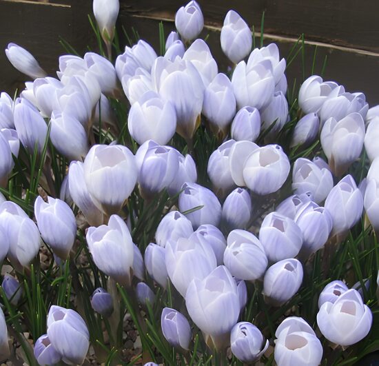 Krokuss “Blue Pearl”